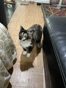Sasha image 3