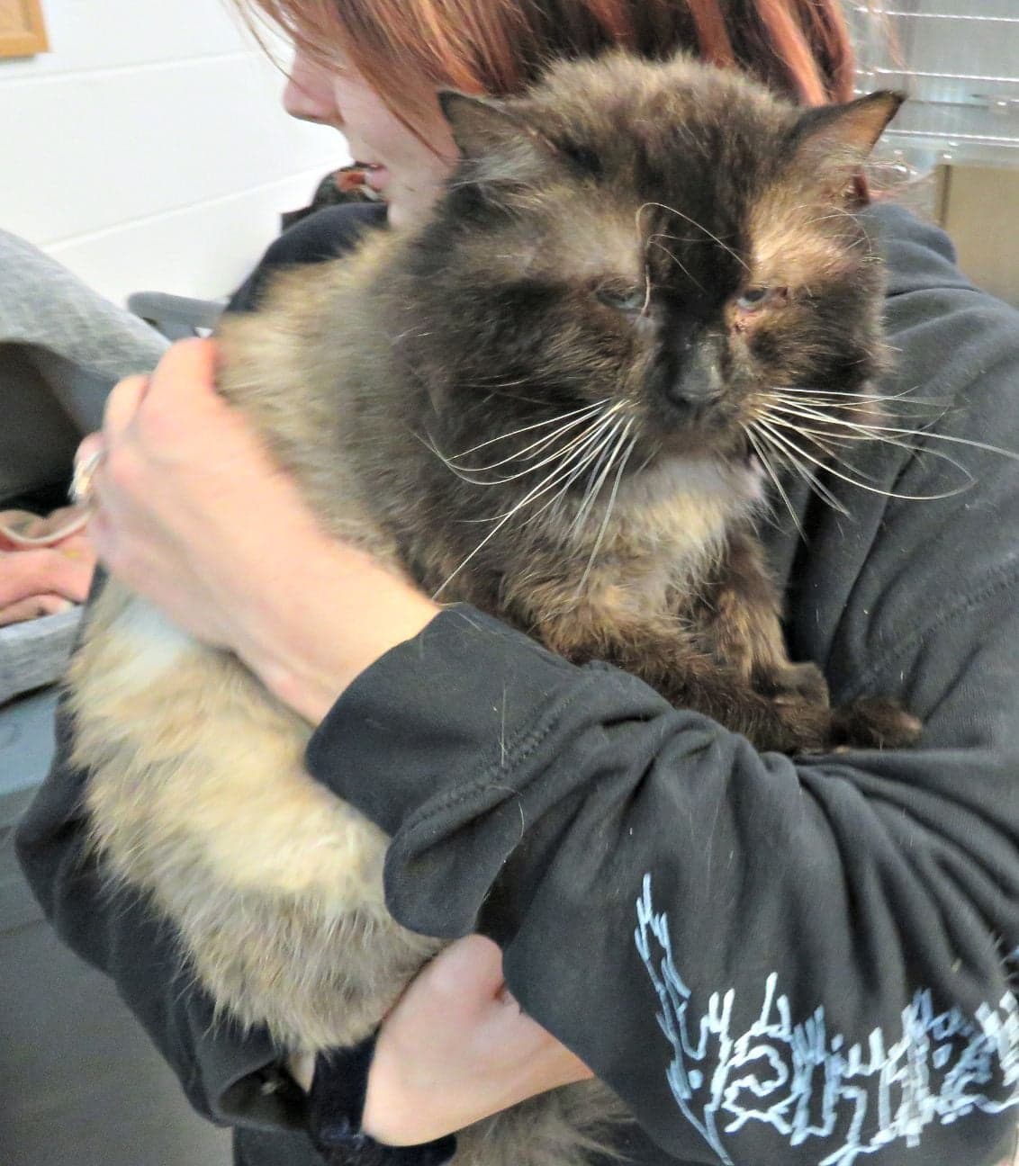 Lennox - Domestic Medium Hair