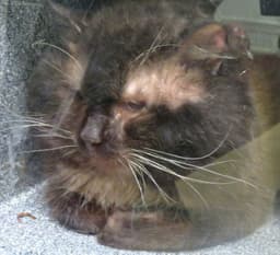 Lennox image 3