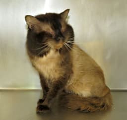 Lennox image 4