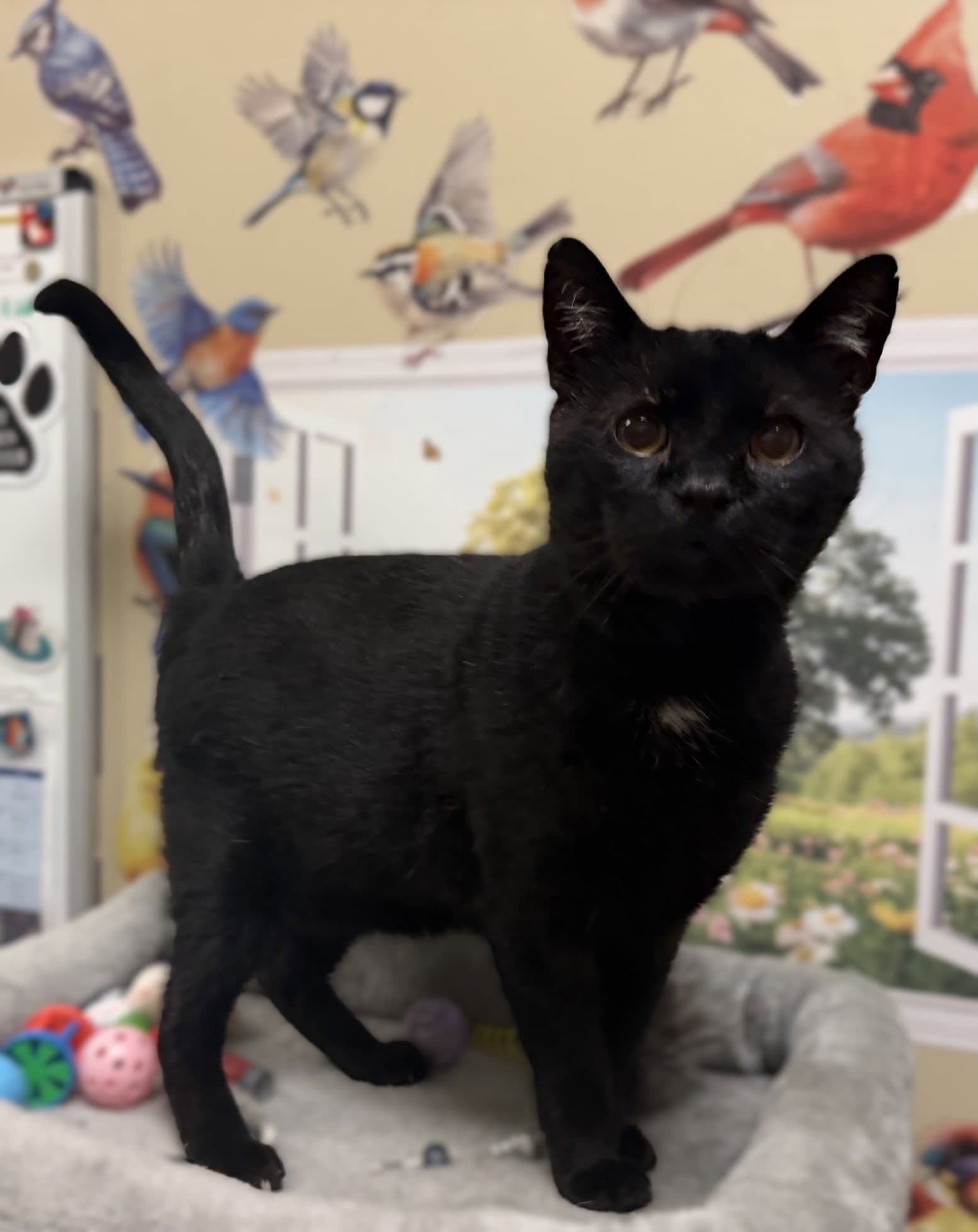 Bob - Domestic Short Hair