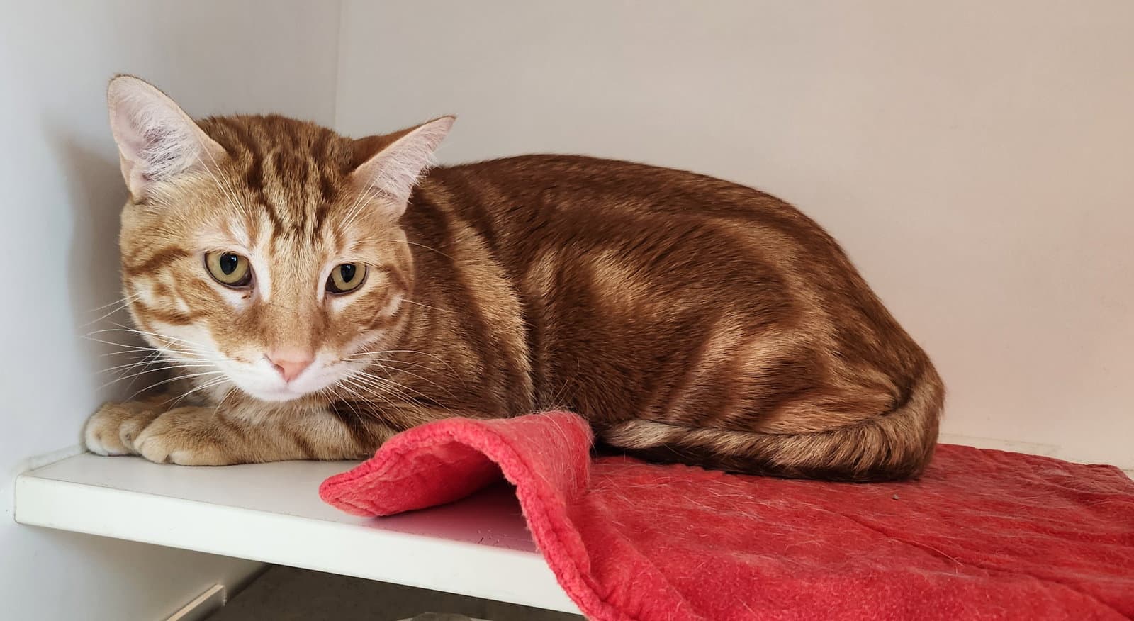 Dozer - Domestic Short Hair