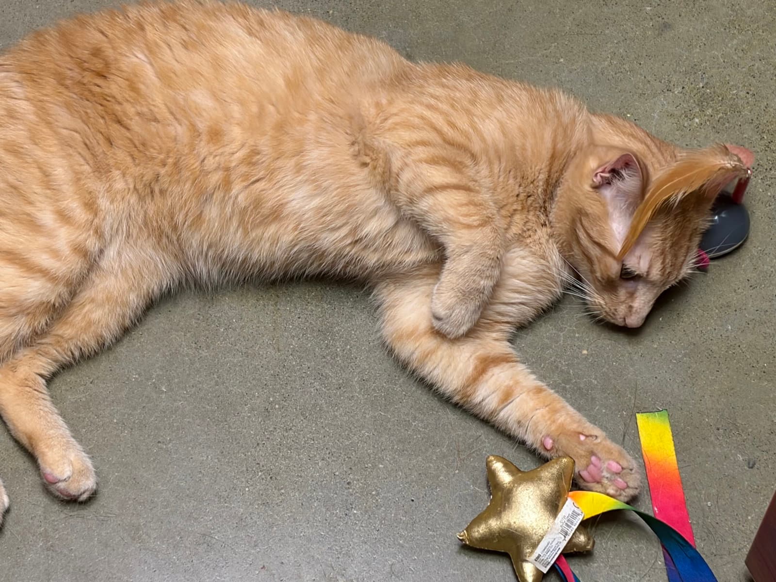 Dixon - Domestic Short Hair