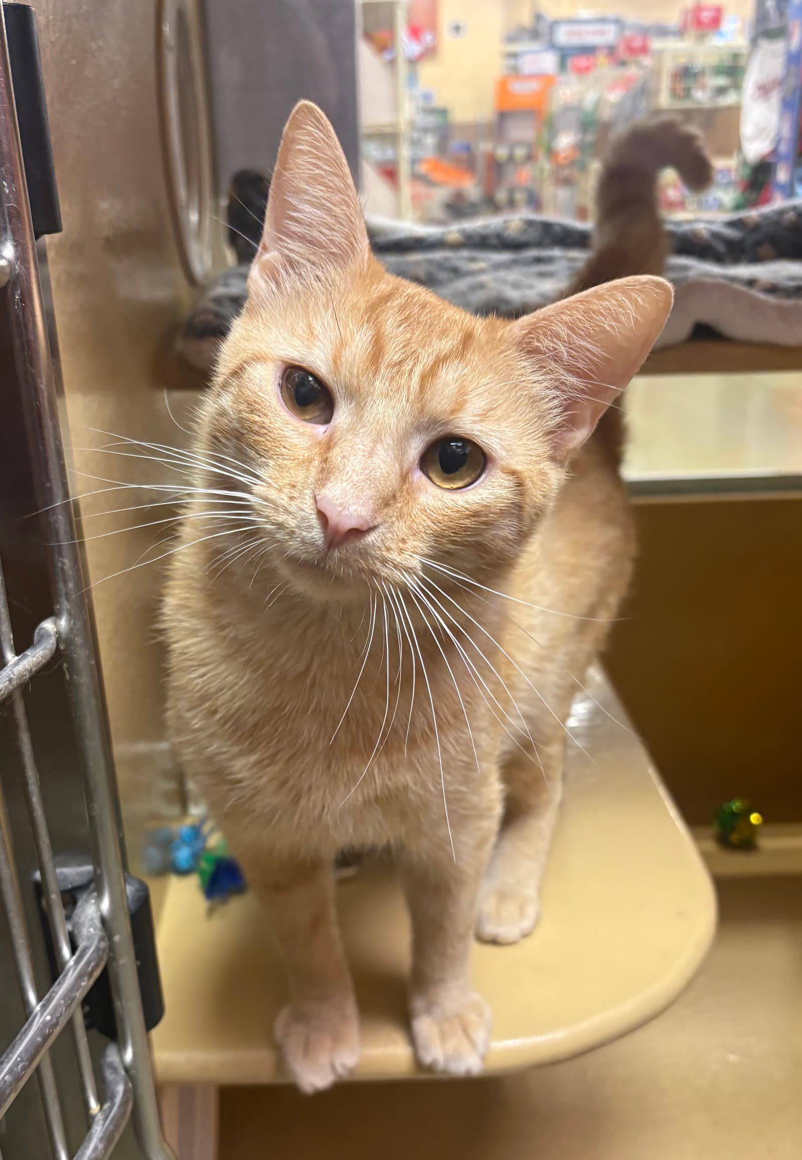 Dixon - Domestic Short Hair