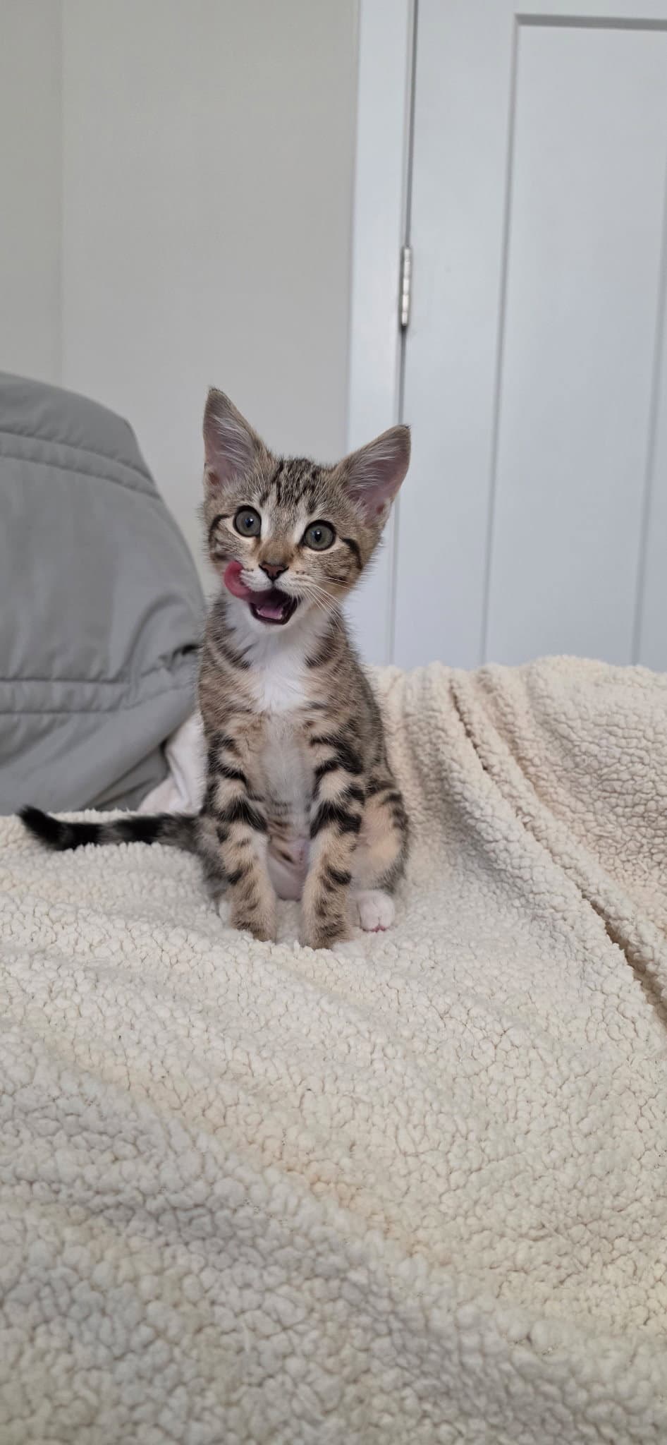Bethany - Domestic Short Hair