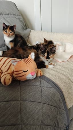 Nillie  Nilla Bonded image 1