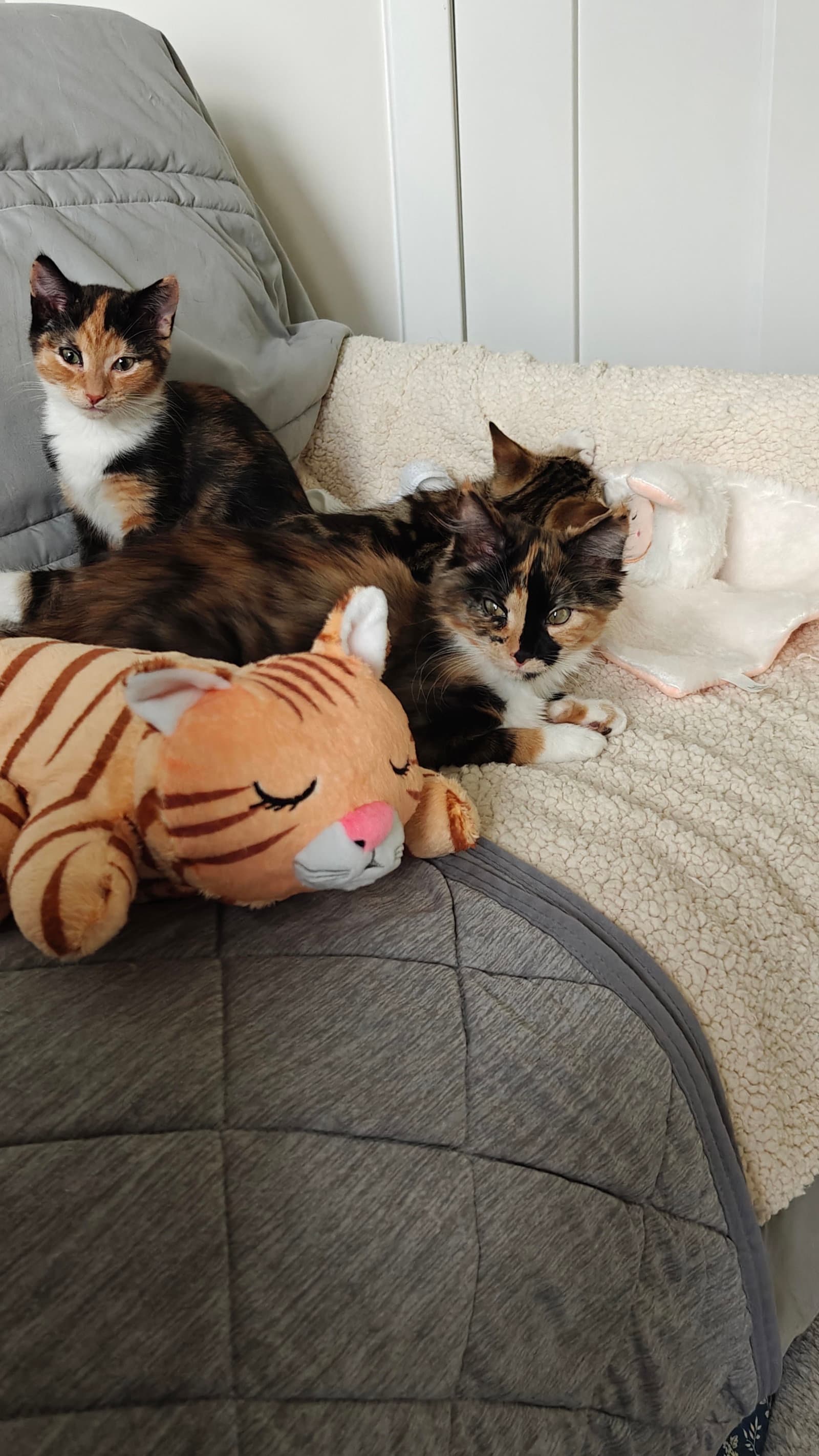 Nillie  Nilla Bonded - Domestic Short Hair