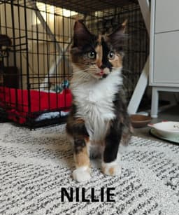 Nillie  Nilla Bonded image 2