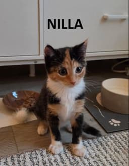 Nillie  Nilla Bonded image 3