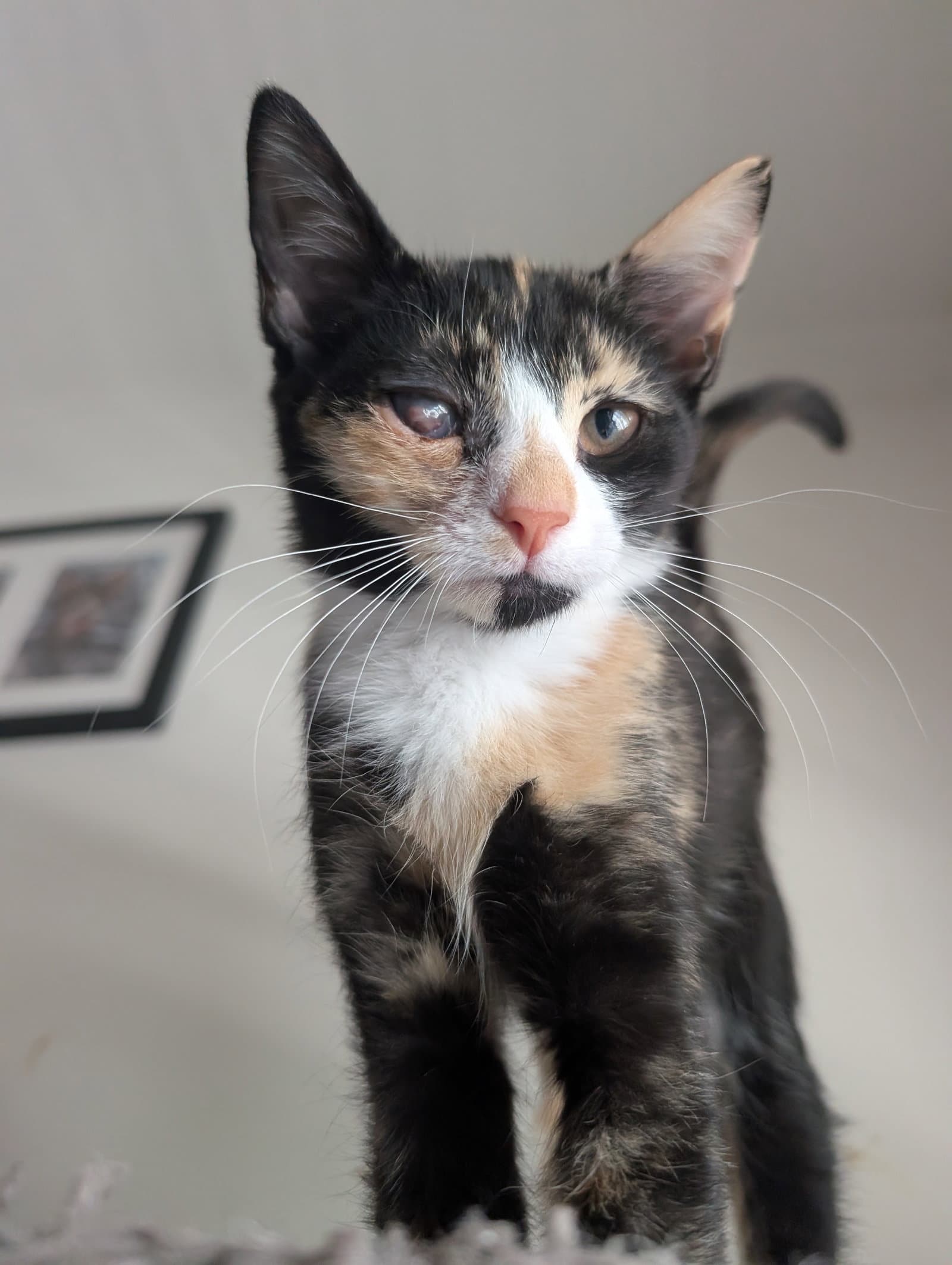 Rainbow Brite - Domestic Short Hair