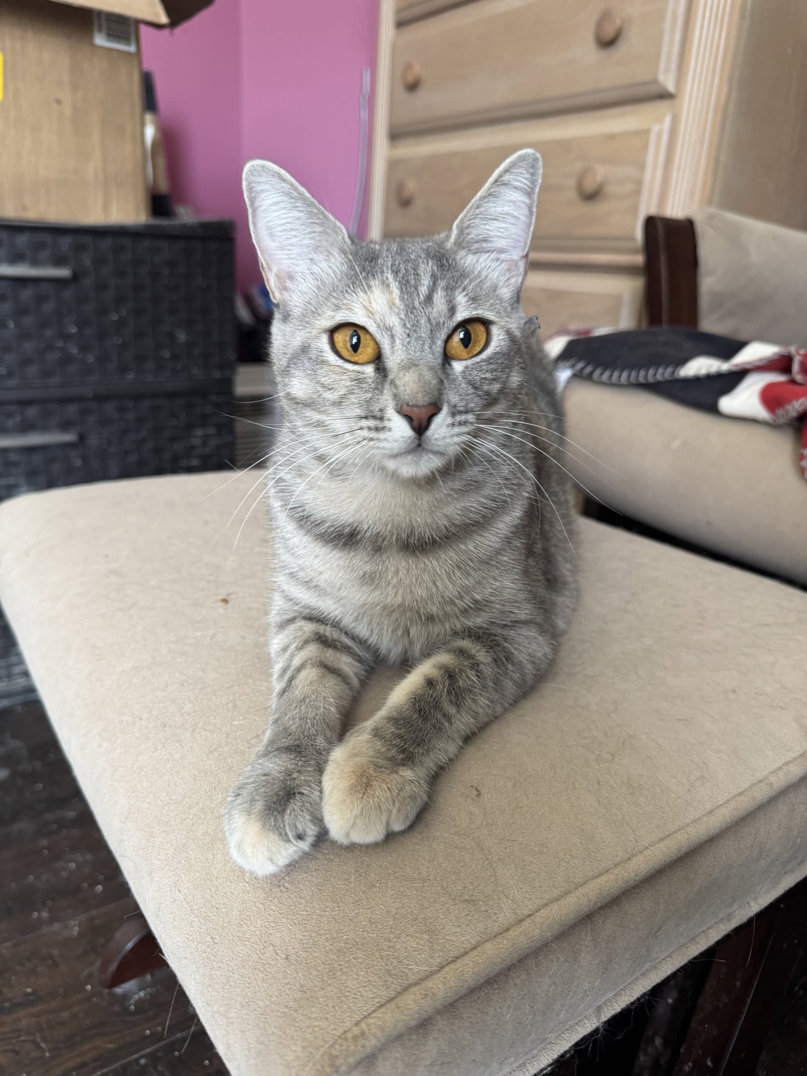 Mia - Domestic Short Hair