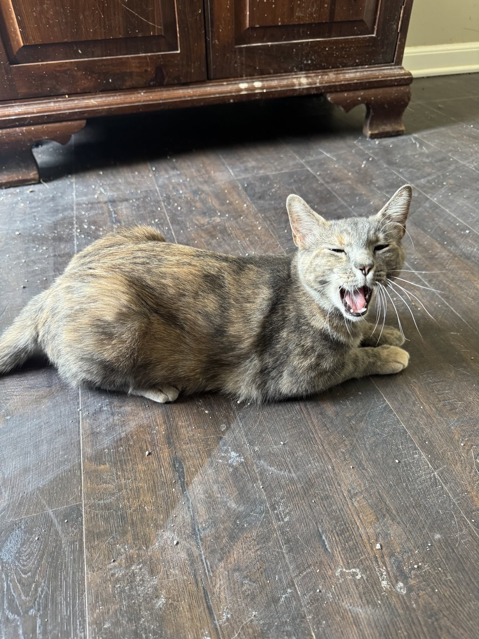 Blue - Domestic Short Hair