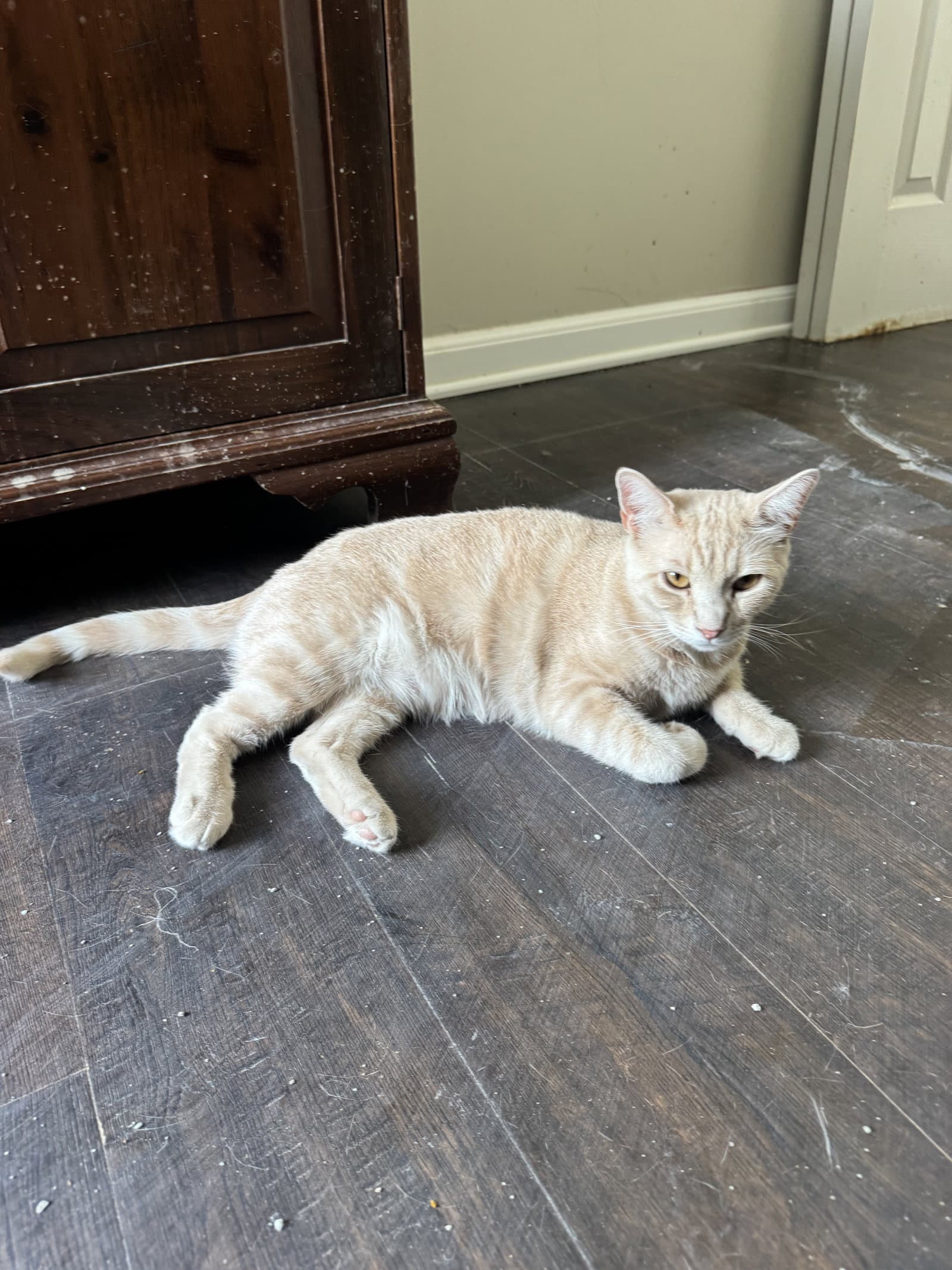 Sunny - Domestic Short Hair