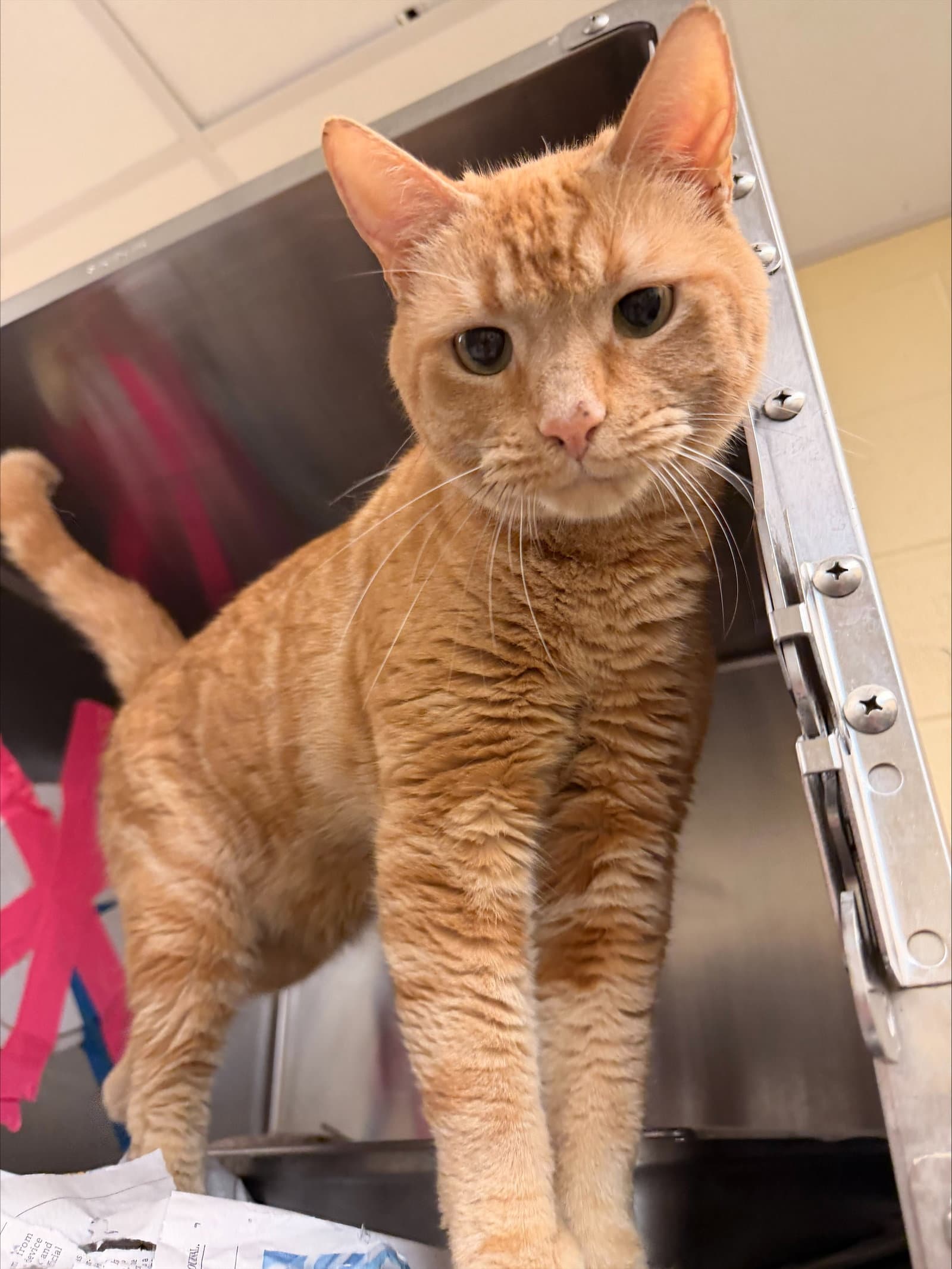 Kenny - Domestic Short Hair