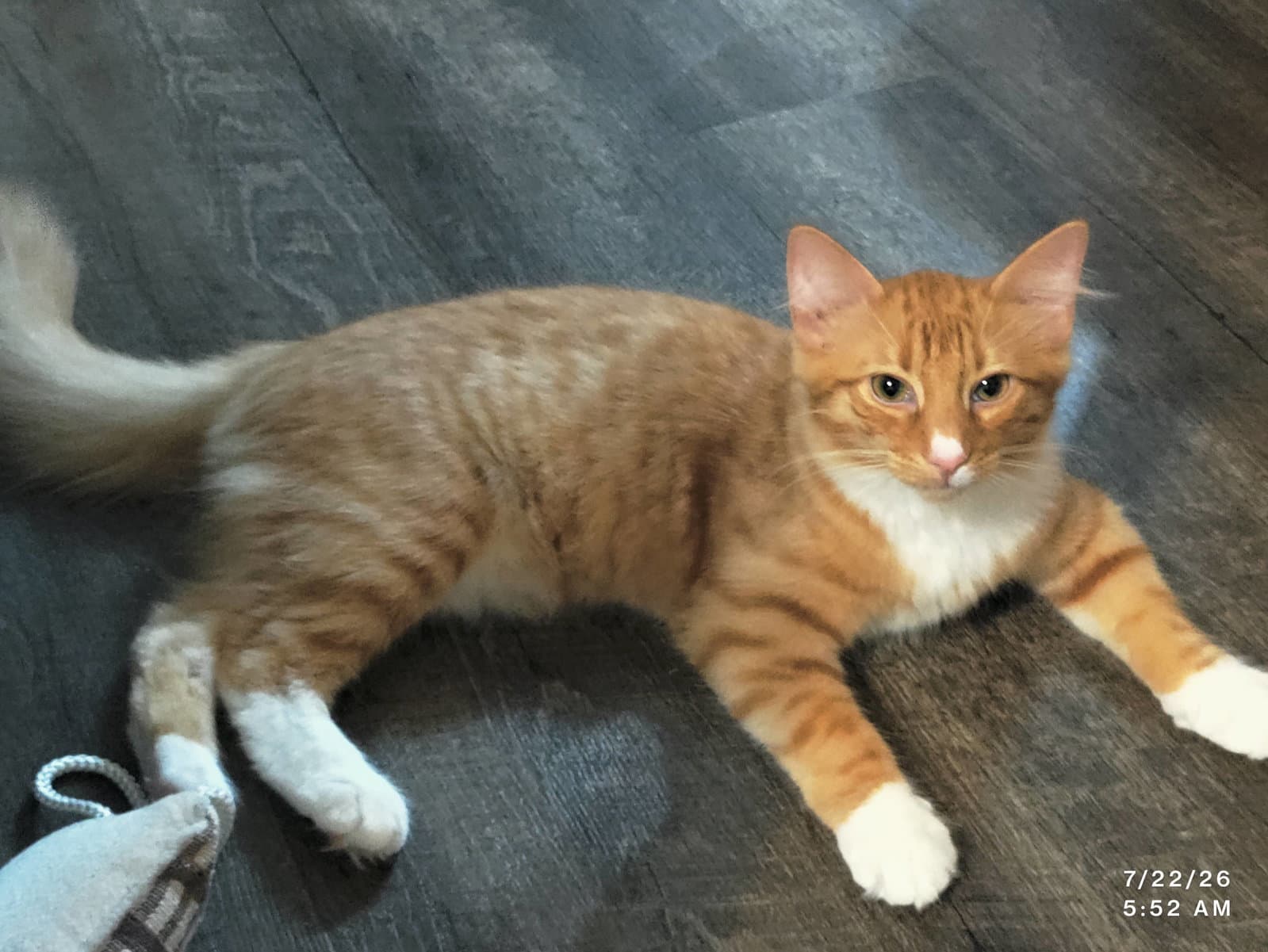 Pookie - Domestic Short Hair