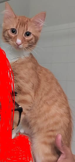 Pookie image 4