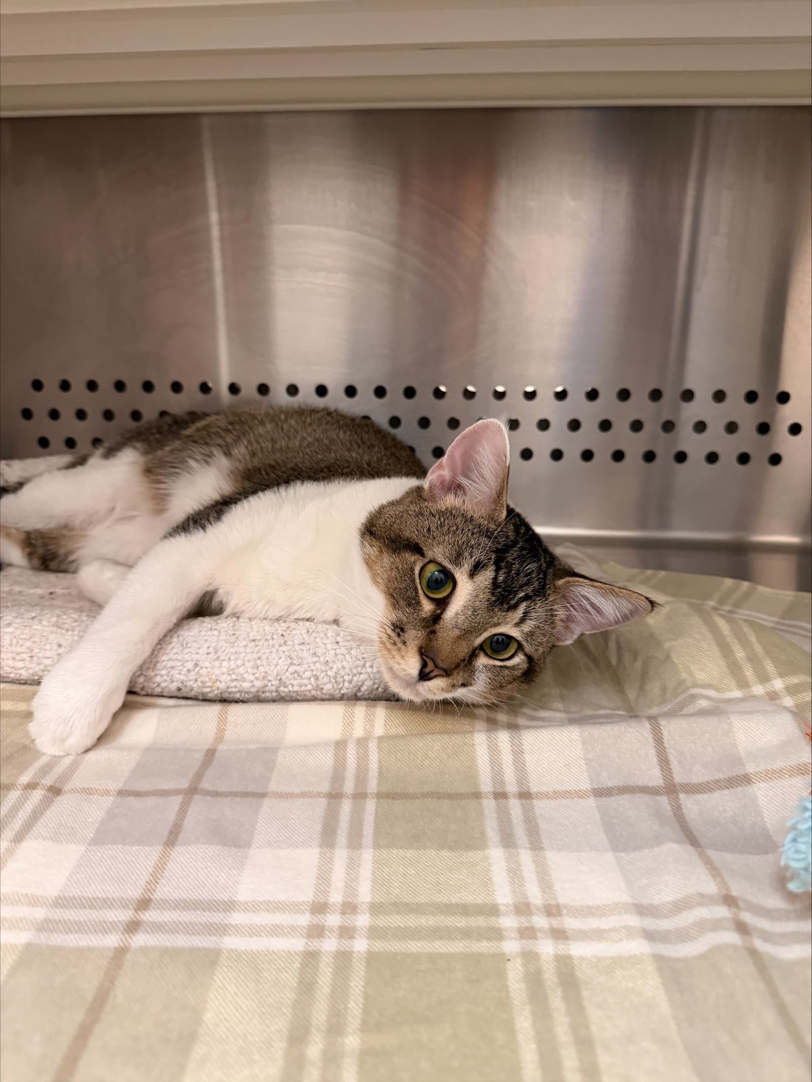 Guapo - Domestic Short Hair