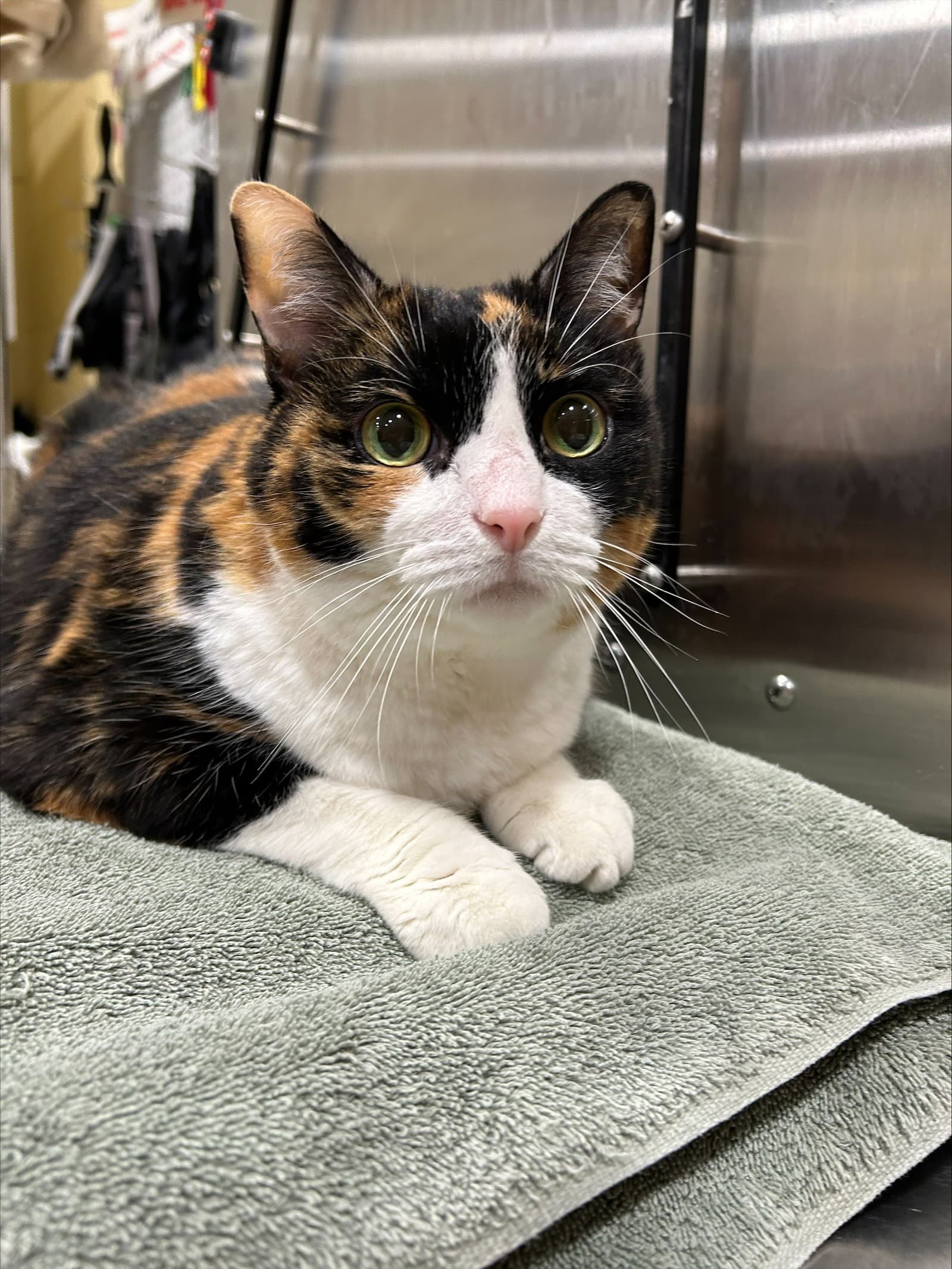 Cali - Domestic Short Hair