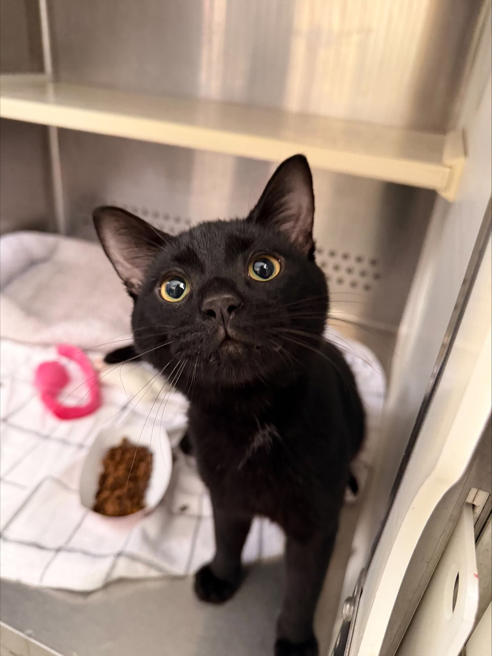 Turnip - Domestic Short Hair