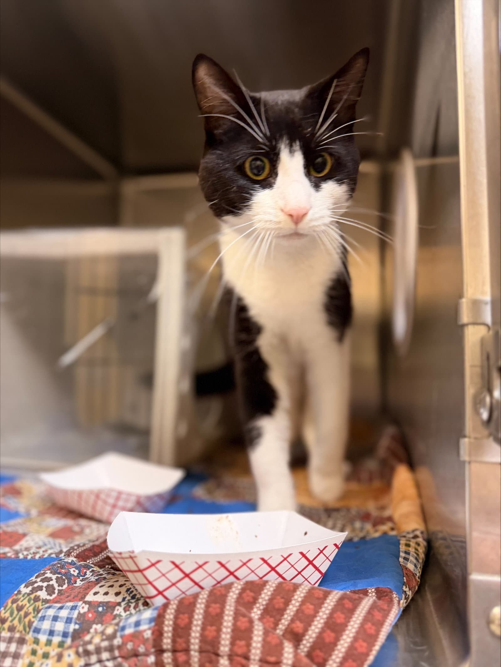 Mylo - Domestic Short Hair
