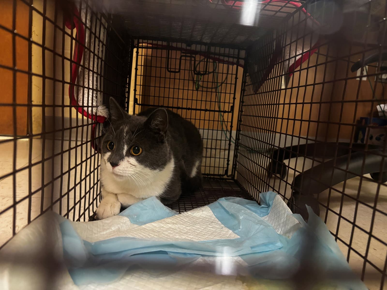 Love Bug - Domestic Short Hair