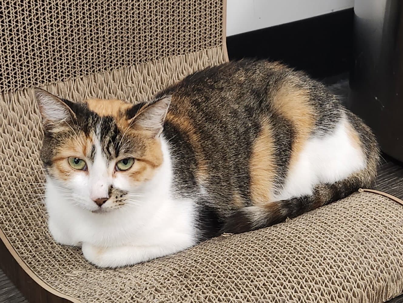 Shermie - Domestic Short Hair