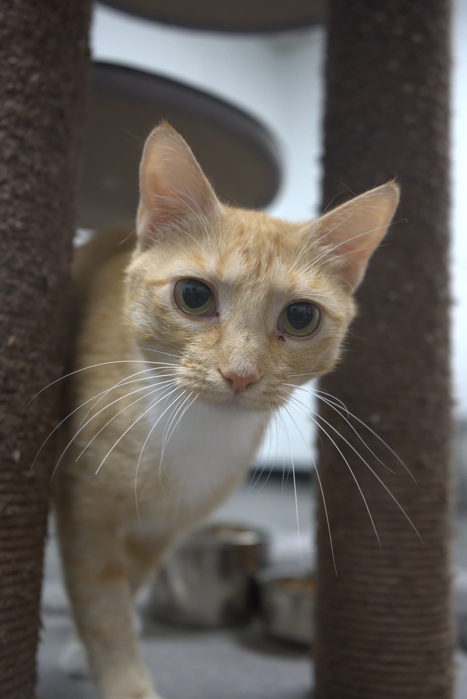 Daisy - Domestic Short Hair