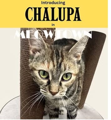 Chalupa - Domestic Short Hair