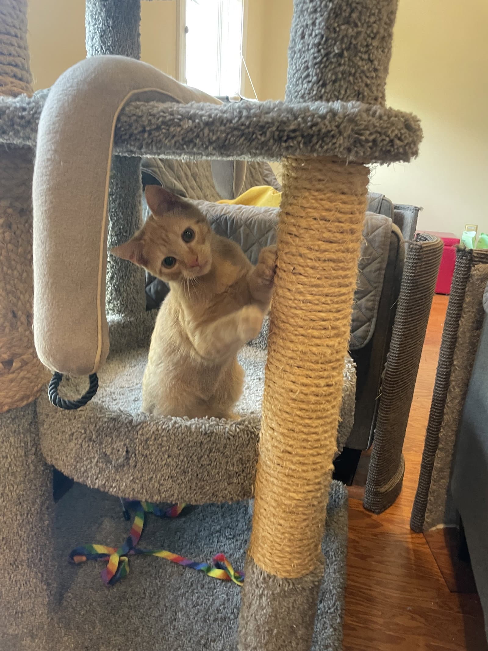 Honey - Domestic Short Hair