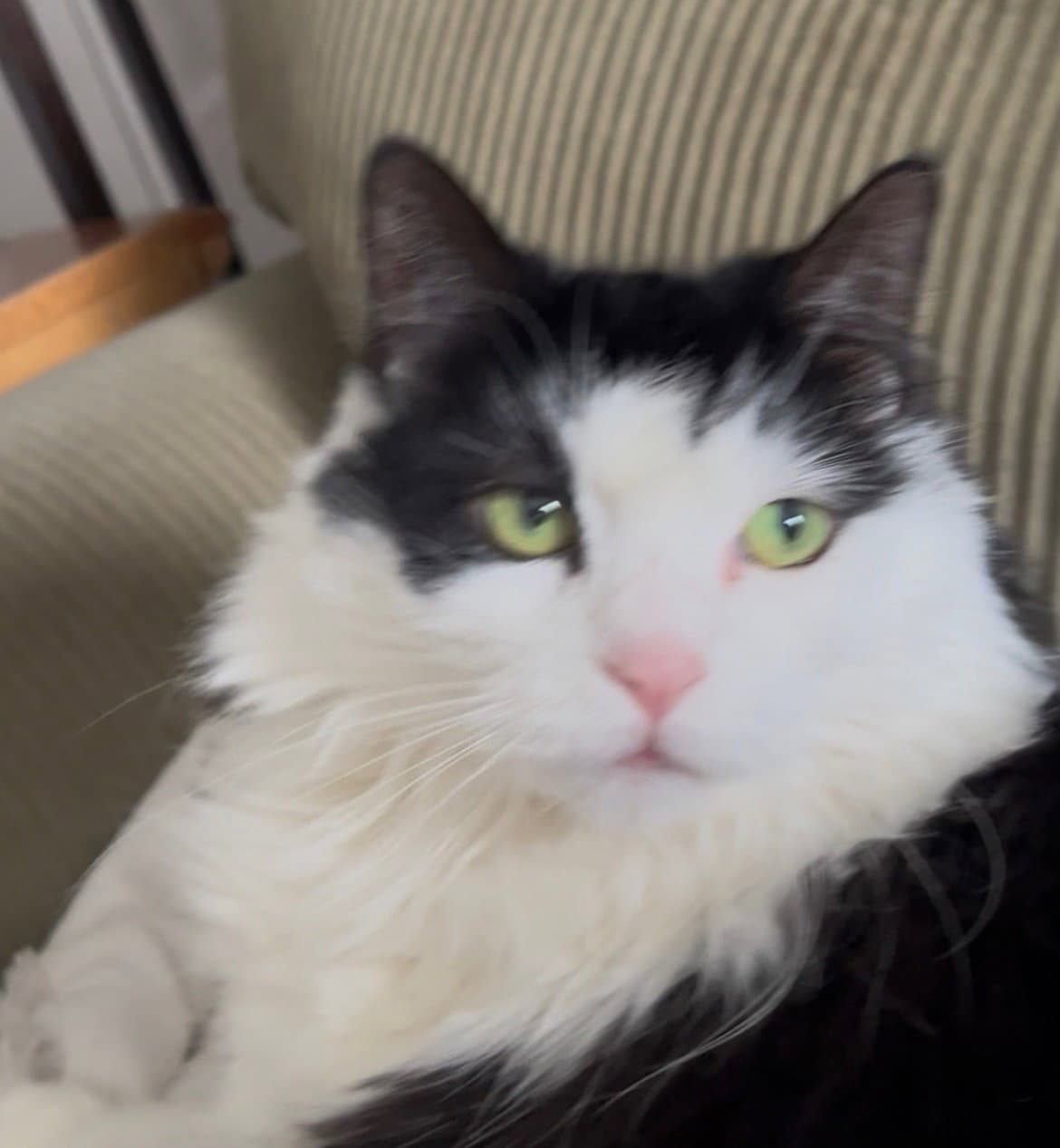 Juliet - Urgent - Maine Coon