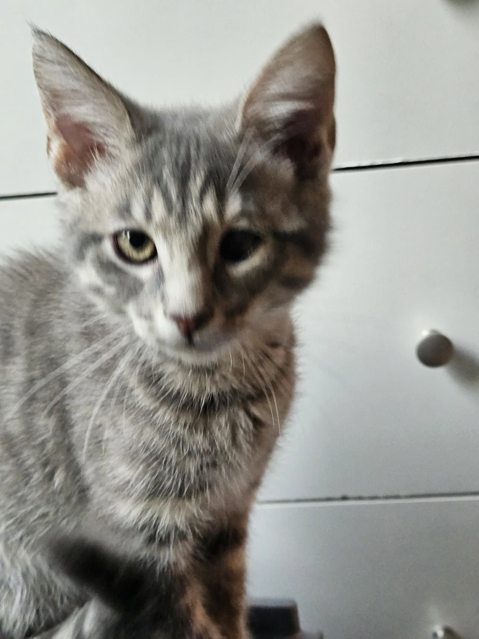 Bean - Domestic Short Hair