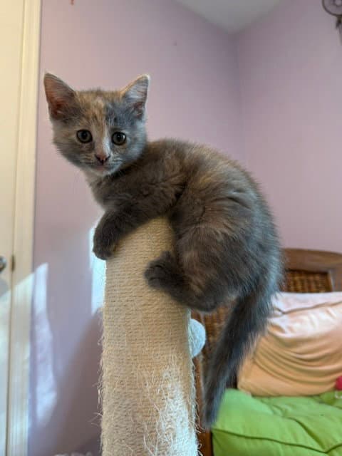 Lilac - Domestic Short Hair