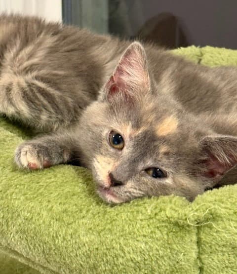 Palibin - Domestic Short Hair