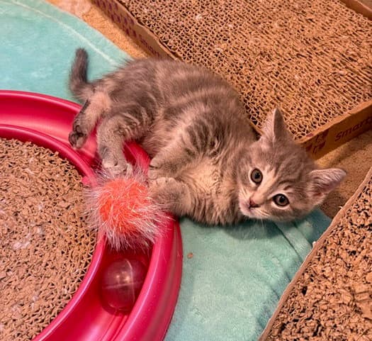 Baby Kim - Domestic Short Hair