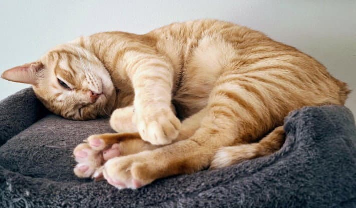Hendricks - Domestic Short Hair