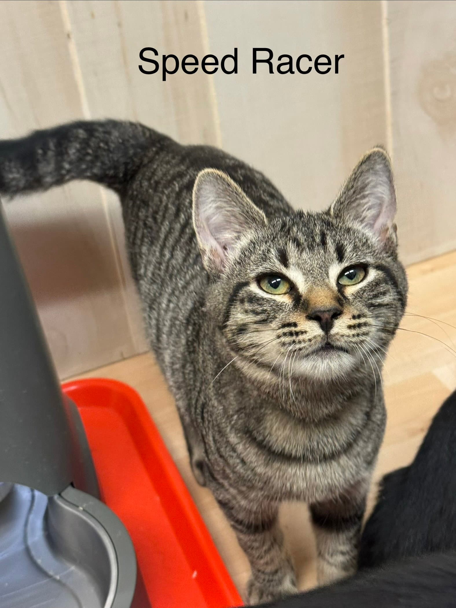 Speedracer - Domestic Short Hair