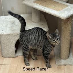 Speedracer image 2