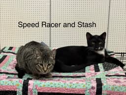 Speedracer image 3