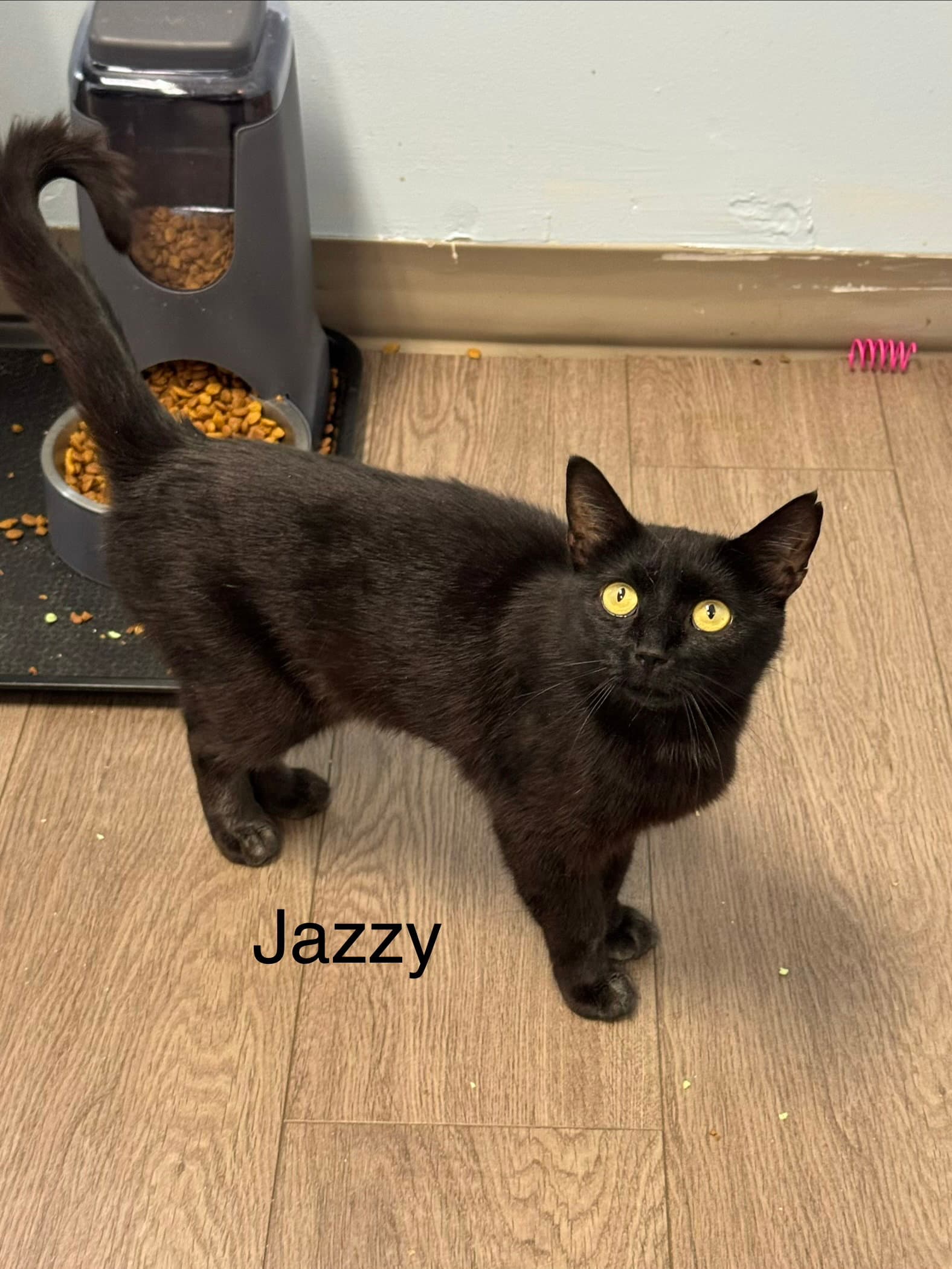 Jazzy - Domestic Short Hair