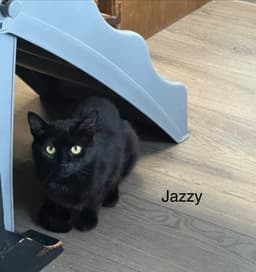 Jazzy image 2