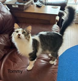 Tommy image 2