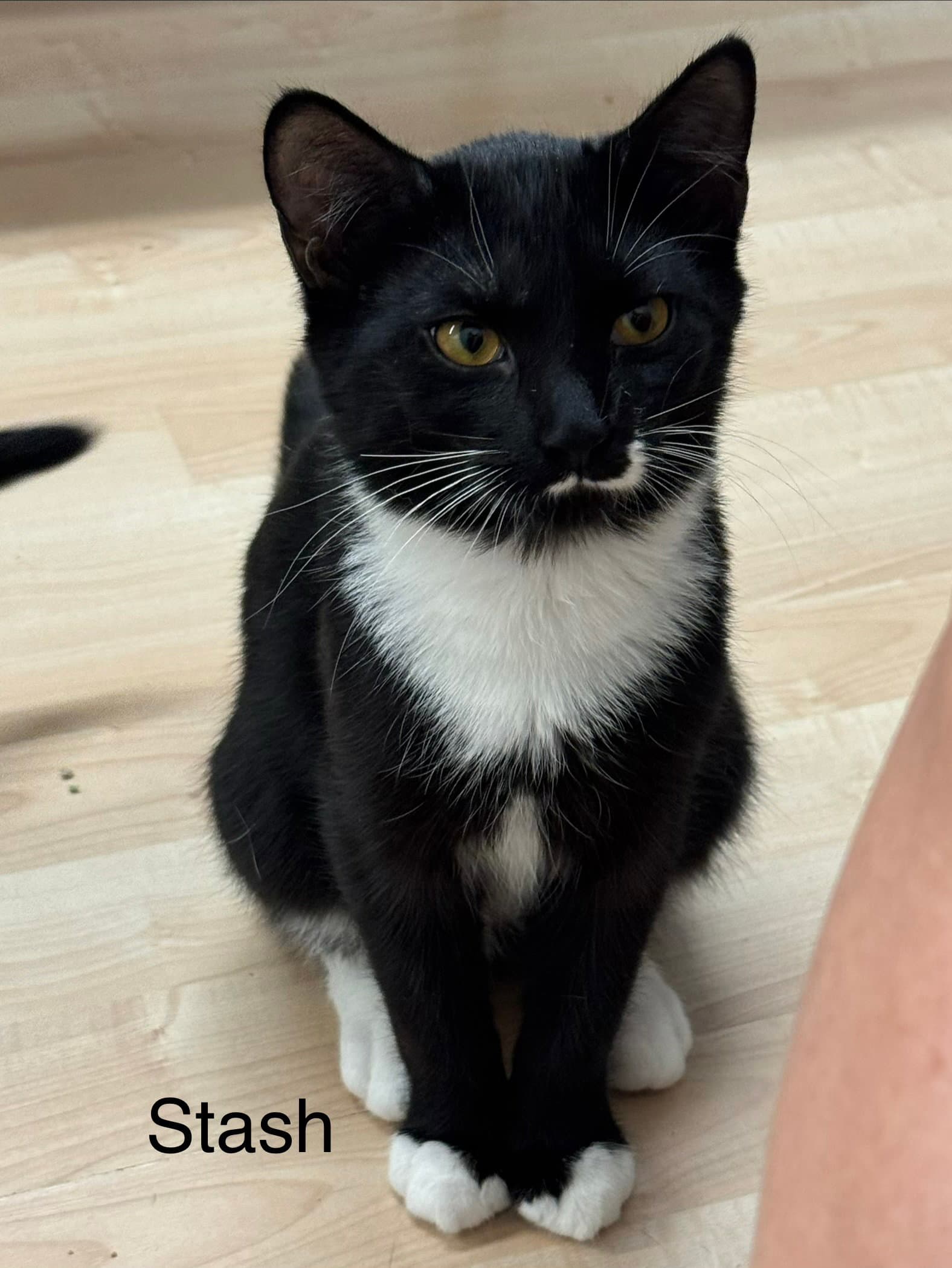 Stash - Domestic Short Hair