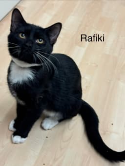 Rafiki image 1
