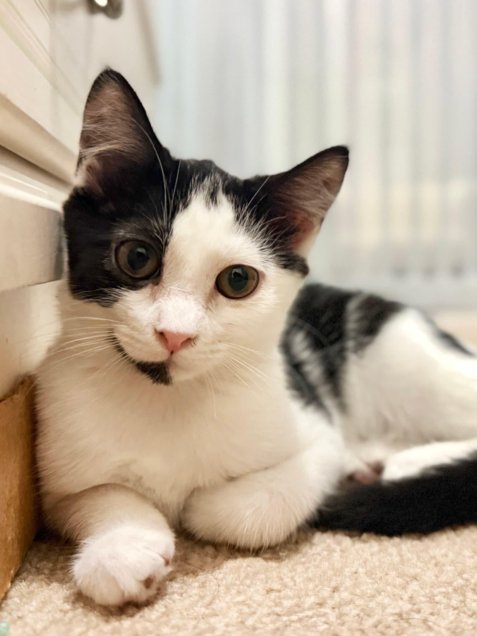 Mags - Domestic Short Hair