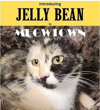 Jelly Bean - Domestic Short Hair