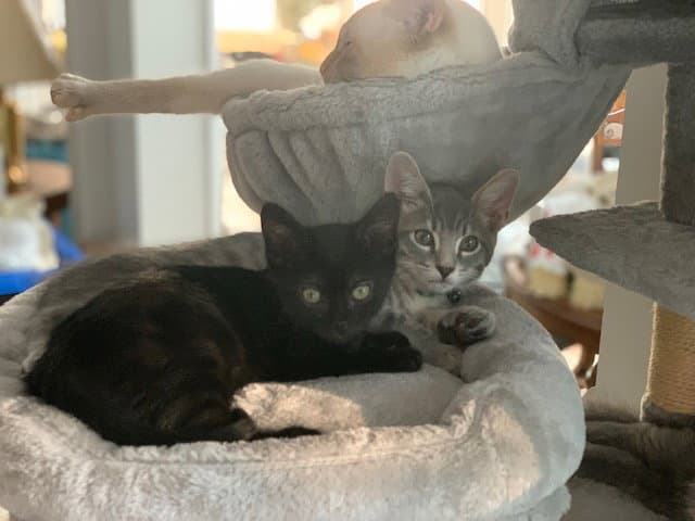 Eris  Jupiter Bonded - Domestic Short Hair