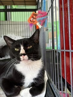 Eric - Domestic Short Hair