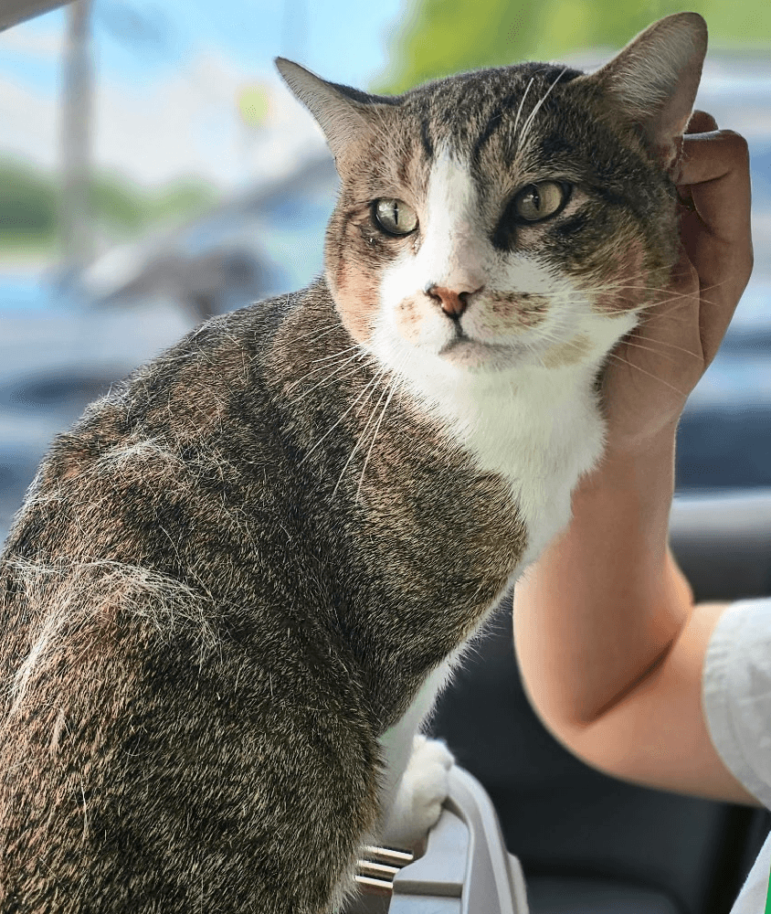 Faroe - Domestic Short Hair