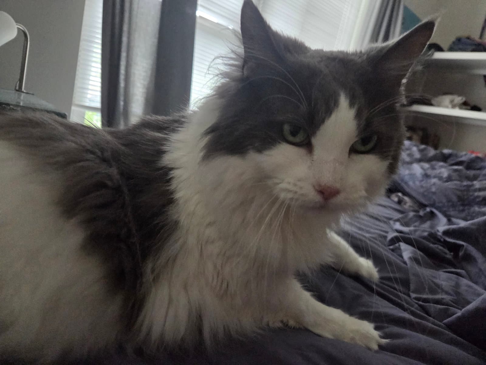 Cleo  Otis - Bonded - Domestic Medium Hair