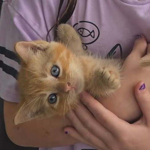 Sweetroll - Domestic Short Hair